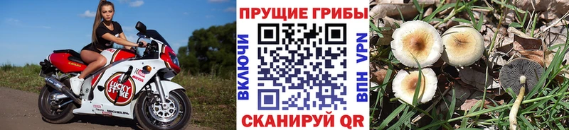 Купить где  Заинск  Псилоцибиновые грибы ЛСД 